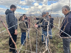 Yükümlülere Yönelik Bağ Budama Kursu Açıldı